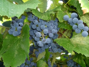 grapes1