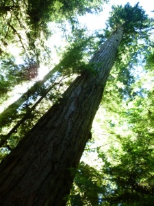 Cathedral Grove1