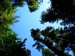 Cathedral Grove3